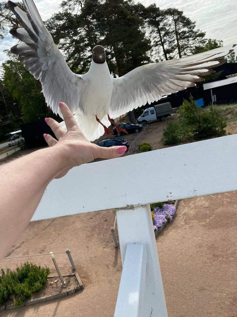 Фото Гостиницы Лайнер Комарово 100