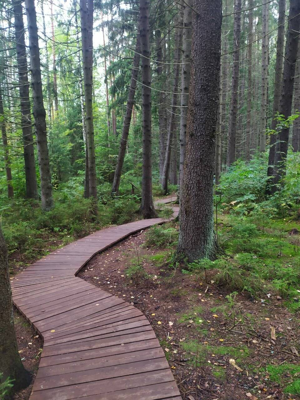 Фото Гостиницы Лайнер Комарово 27